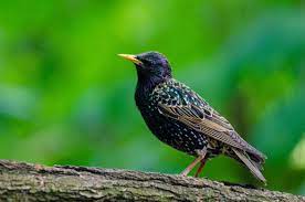 We did not find results for: Der Vogel Des Jahres 2018 Ist Der Star Naturpark Schwarzwald Mitte Nord