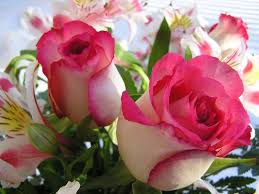 Pikbest have found 5060 great pink flowers royalty free pictures. Pink Rose Flowerboxs