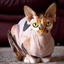 sphynx cinsi kedi tuysuz seftali gibi storiaturkiye hikaye gununkaresi ig turkey manzara storia sanat komedi karikatur benimkadrajim gatinhos gibi