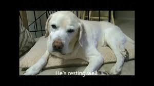 Old Dog Vestibular Disease What You Need To Know