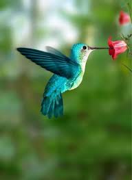 Pin Von Turkistan Auf Hayvanlar Alemi In 2020 Wildvogel Kolibri Fotos Bunte Vogel