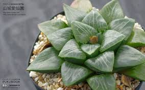 ハオルチア コレクタ 育て 方