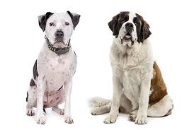 It is a spirited dog that requires a lot of exercise, along with a fair bit of grooming if it 2. All About The St Bernard Pitbull Mix St Bullnard