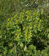 Image result for Euphorbia neopolycnemoides
