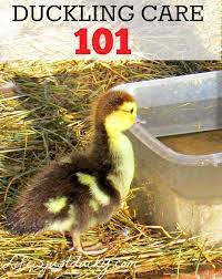 Raising Ducks 101 Duckling Care Life Is Just Ducky Duckling Care Raising Ducks Baby Chicks Raising