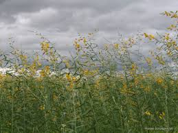Image result for Crotalaria juncea