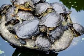 Some pets require much energy to maintain the internal temperature of the body. How Long Can Turtles Go Without Water Clever Pet Owners