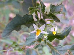Image result for Solanum tettense
