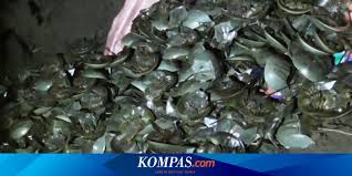 Sudah selamatkan jutaan manusia, sidarah biru belangkas ini mahal harganya ratusan juta. Gagal Diselundupkan Ke Thailand Ribuan Belangkas Dikubur