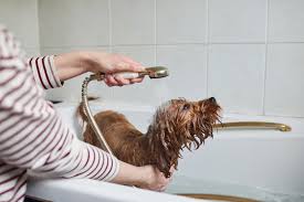diy dog wash station better homes