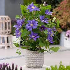 We even have a yellow clematis variety! Patio Clematis Olympia Boulevard