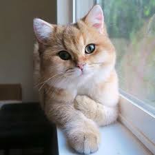 Pin By Sasha Shy On Future Cute Cats Cats Animals
