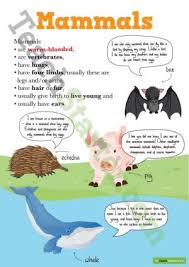 Animal Classification Posters All Teaching Resource