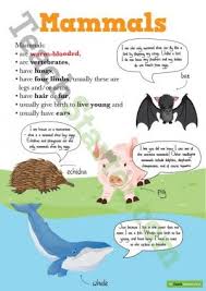 animal classification posters all teaching resource