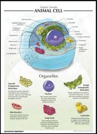 Plant cell biology from astronomy to zoology randy wayne. 100 Earth Science Biology Ideas Science Activities Homeschool Science Science Biology