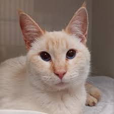 Scooby is an adorably floofy pirate kitty from the Los Banos area who came  to Nine Lives in early 2018. After spending a couple years in a foster  home, he came back