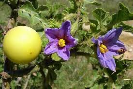 Image result for Solanum linneanum