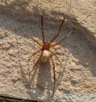 If pest control in waco, tx is a concern then it's time to make the call. Pest Control Austin The Brown Widow The Bug Master