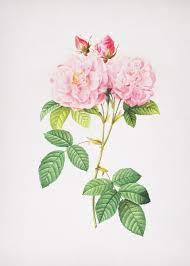 Italian Damask Rose Poster By Holy Rock Design Displate In 2021 Flower Illustration Damask Rose Flower Artwork