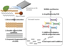 Frontiers A High Throughput Method For Illumina Rna Seq Library Preparation Plant Science