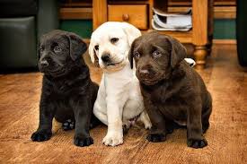 Black And White Labrador Puppy Black Brown White Lab Puppies Cute Animals Cute Dogs Lab Puppies