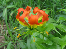 Image result for Gloriosa superba