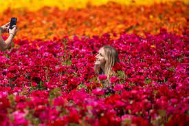 The flower field is an impressive sight just driving by on the highway. Flower Fields Of Carlsbad Reuters Com