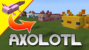 This page tells you absolutely everything you need to know in. Minecraft Axolotl Axolotl Statue Minecraft Mob Build Tutorial Youtube