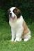 Short Haired Saint Bernard Puppy