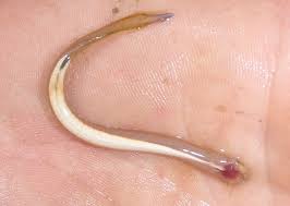 Image result for Vandellia