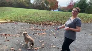 We did not find results for: Welcome Lucy A Pitbull Shih Tzu Mix Youtube