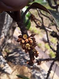 Image result for Englerophytum natalense