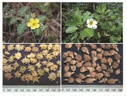 Image result for Pedalium murex