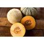 Profile Picture of Halona Melon (F1 Hybrid 74 Days) - Pinetree Garden Seeds (@superseeds.com) on Google