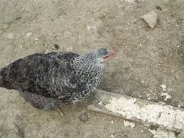 By leaps and bounds ( অতি দ্রুতগতিতে ) the population of bangladesh is increasing by leaps and bounds. Biosecurity Strategies For Backyard Poultry A Controlled Way For Safe Food Production Abstract Europe Pmc