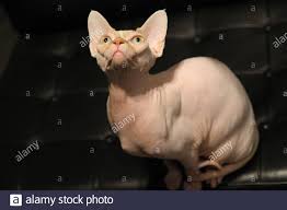 Unsere domestizierten katzen, die mit uns menschen zusammenleben und tagsüber viel allein sein müssen, genießen es vielleicht, wenn eine zweite katze als spielkamerad im haus ist. Sphynx Katzen Eine Rasse Der Hauskatze Ohne Haare Stockfotografie Alamy