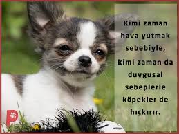 Kopekler De Hickirir Kopek Kopeksever Patiaski Kopek Kedi Kopek Kedi