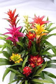 Piante grasse con fiori rosa. Guzmania Viridea Piante Fiori Tropicali Piante Da Interno