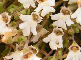 Image result for Diclis