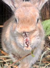 Image result for scabies rabbits ears