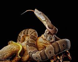 Juvenile Copperhead Reptile Snakes Reptiles Snake