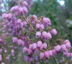 Image result for Erica