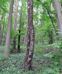 A list of the main pests and diseases attacking trees in the uk and how the woodland trust is tackling the impact on our woodland wildlife. Sooty Bark Disease The First Discovery In Bavaria Waldwissen Net