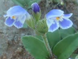 Image result for Craterostigma nummulariifolium