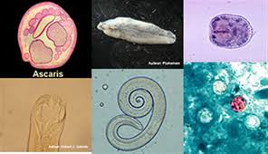 Le corps humain fait l'objet de multiples études scientifiques. Parasites Symptomes Traitement Definition Docteurclic Com