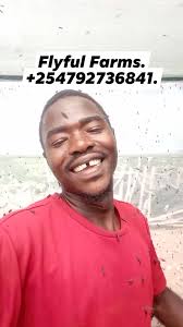 Black Soldier fly rearing.