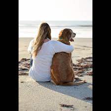 Dog Beach Photography Dog Photography Beach Photography Dog Beach