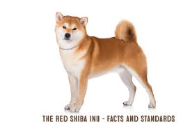 Shiba Inu Appearance My First Shiba Inu