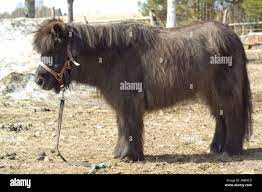 hairy pony standing still Stock Photo - Alamy