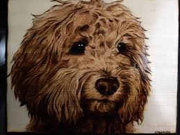 A sweet and beautiful companion dog, the bolognese is a bundle of energy that is excellent with families and kids. Curly Haired Dogs Are A Huge Challenge For Me But I Left Proud Of This One Practice Practice Practice Sunnymcgeeart Pyrography
